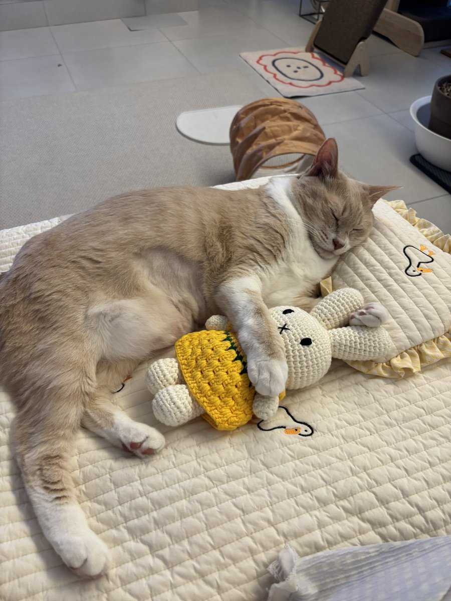 spring_bombomi's tweet image. 우리 초밥이.... 
베개필수에다가 애착 미피인형도 꼭 끌어안구 잠