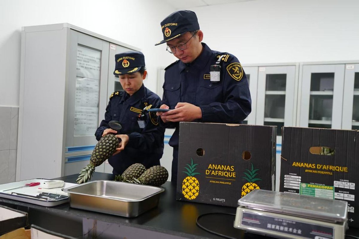 ChangShaDaily's tweet image. On December 15, 1,000 kilograms of #Benin 's "Sweet Bread" #pineapples touched down at #Changsha Airport Port aboard #Hunan’s inaugural #Africa-bound Fifth Freedom Route all-cargo flight, marking the successful arrival of the first-ever shipment of this premium fruit exported to…