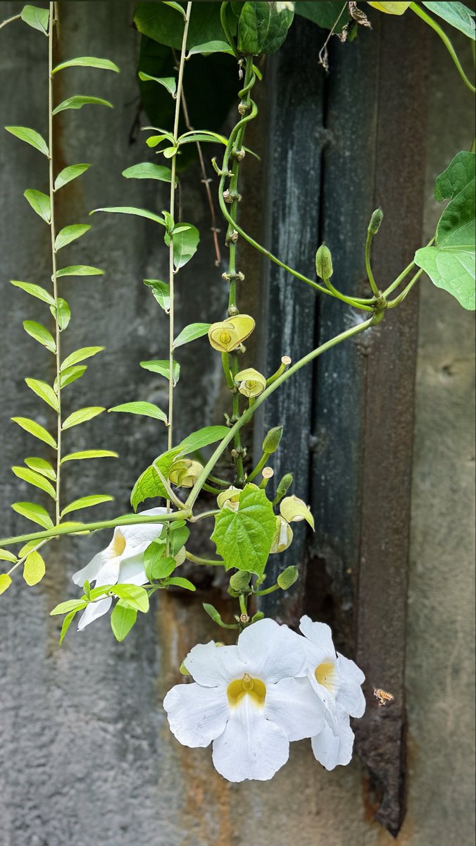 HemFitz's tweet image. Bali