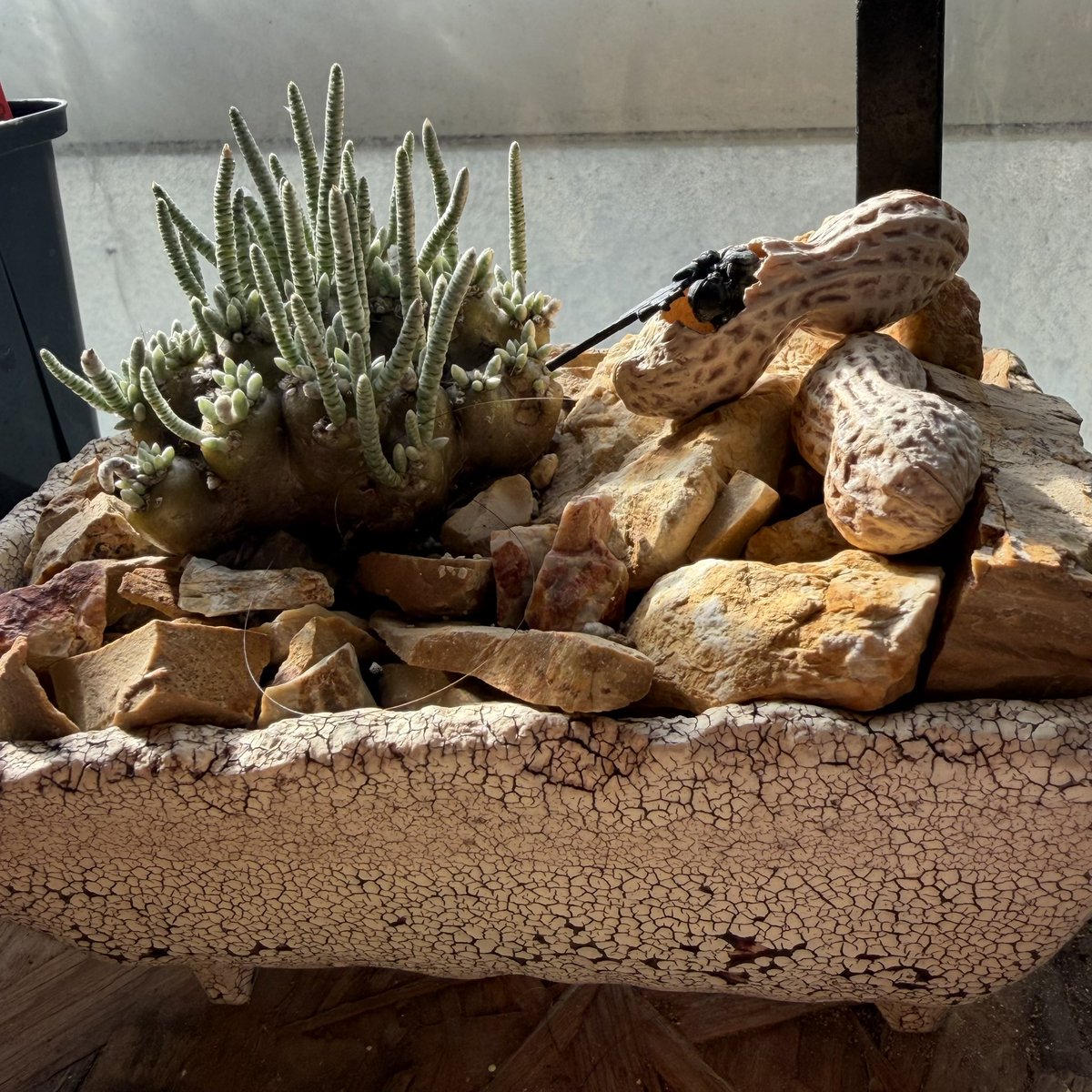 冬の窓辺　アボイナクイナリア　ピーナッツに狙われて