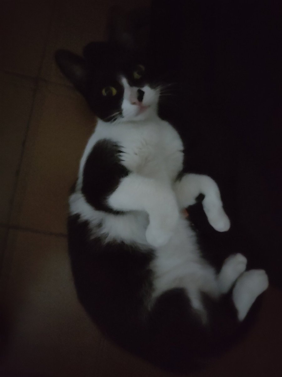 NixTed687's tweet photo. Está es Manchitas, una gatita hermosa que tuve el placer de haber tenido, lamentablemente este día unos perros de mi vecina la mataron.
Quería subir esto para recordarla siempre y nunca olvidar todo el cariño que me dió y todo el cariño que le dí y seguiré dándole 
QEPD Manchitas https://t.co/4wnFSB6sPM