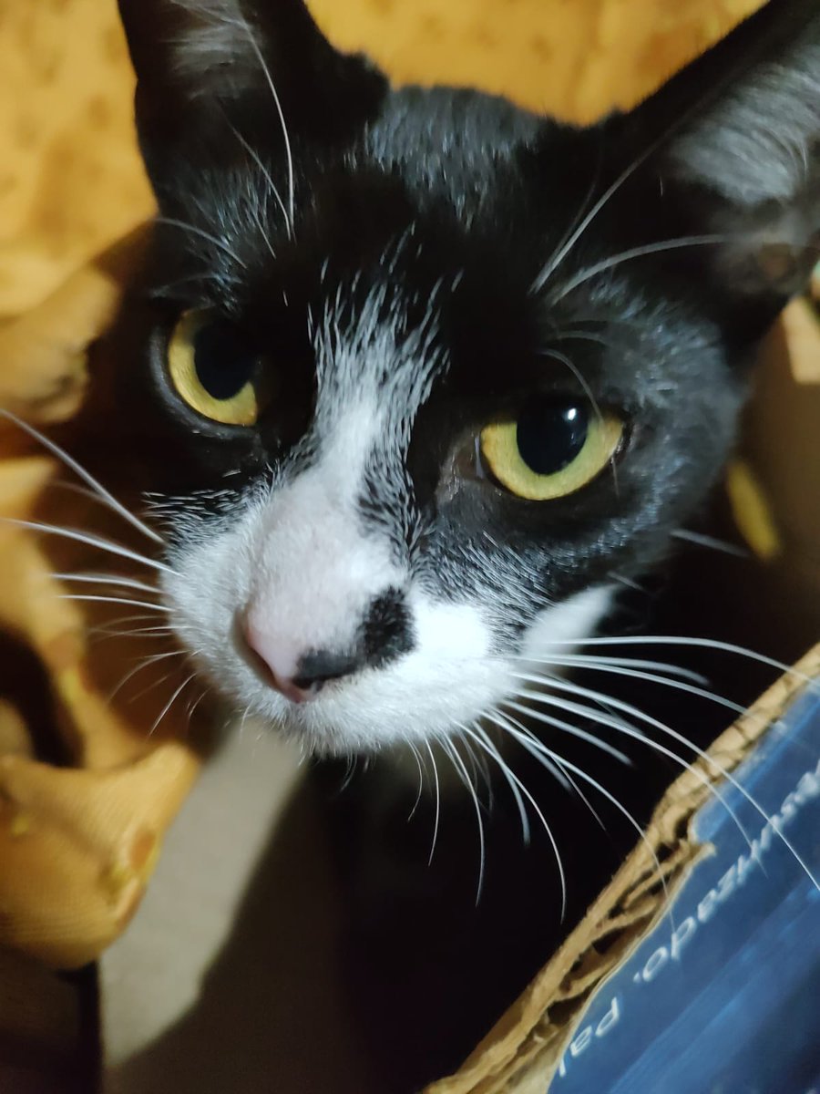 NixTed687's tweet photo. Está es Manchitas, una gatita hermosa que tuve el placer de haber tenido, lamentablemente este día unos perros de mi vecina la mataron.
Quería subir esto para recordarla siempre y nunca olvidar todo el cariño que me dió y todo el cariño que le dí y seguiré dándole 
QEPD Manchitas https://t.co/4wnFSB6sPM