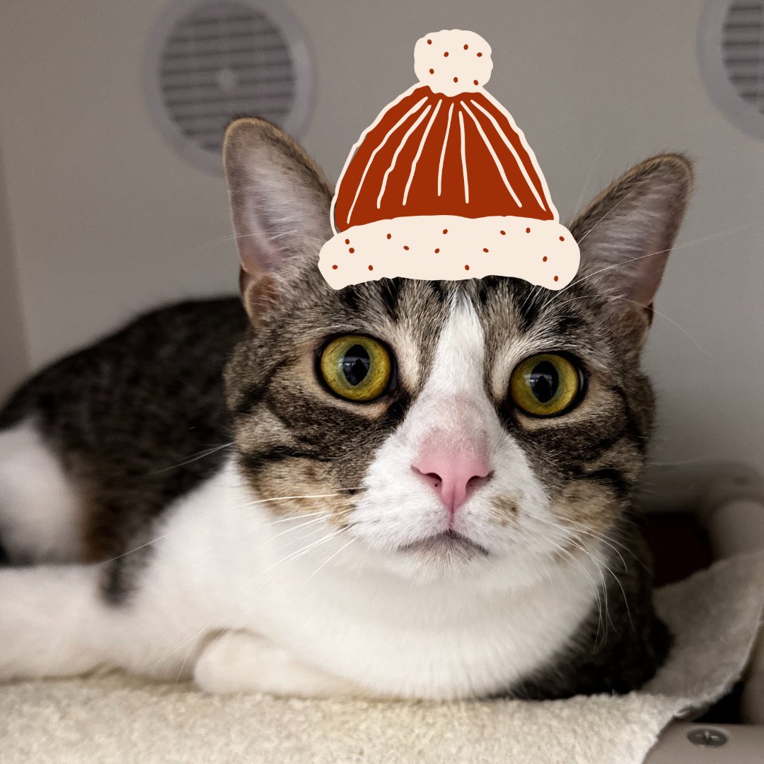 Meet Meatball 🐱🍝
An attention-loving cat who wants in on everything   and will loudly protest closed doors. Best for a home without young kids and with people who can keep up. 💙🐾

calgaryhumane.ca/adopt/cats/?id…

#AdoptDontShop #CatAdoption #CalgaryHumane