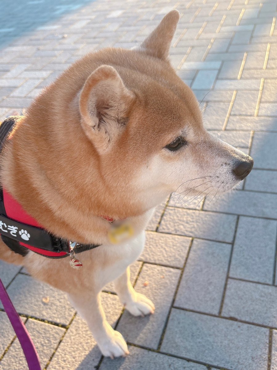 柴犬むぎ (@shiba_inu_mugi) / Posts / X