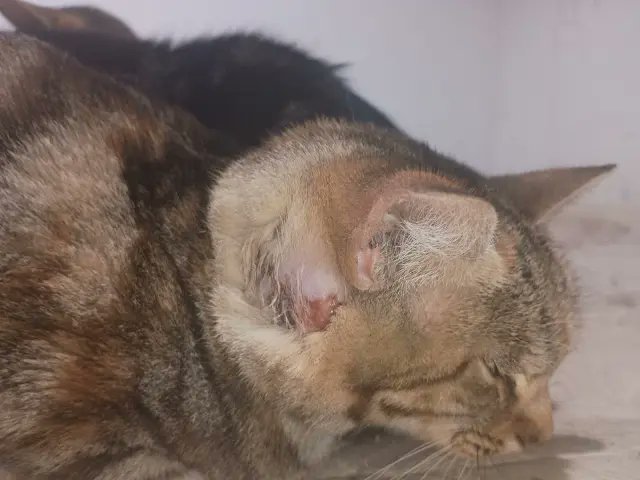 sauronsenor's tweet photo. Me cuesta pedir ayuda, pero la situación es crítica. Cualquier aportación, incluso 1€, o compartir, ayuda mucho. Dejo mi Bizum y PayPal. Muchas gracias.
Bizum: +34 661 16 35 49 
Paypal: alisiarom86@gmail.com https://t.co/3dLVr19AuP