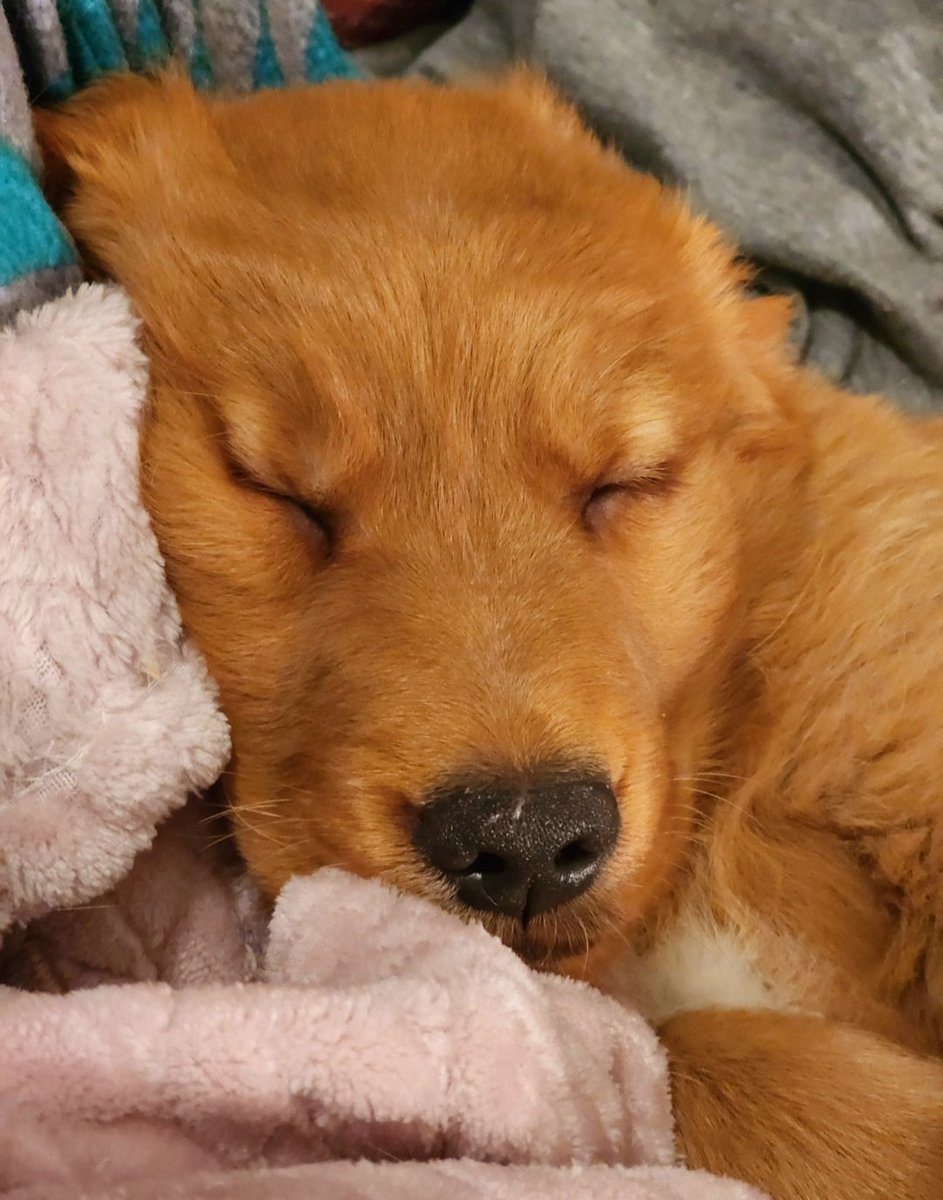 TatersTails's tweet photo. On the road again this week... so figured we'd go with a Waffles puppy picture. Hard to believe he has his 3rd birthday coming up next week. 🥰 #dogsoftwitter #goldenretriever https://t.co/sTqQnogD9r