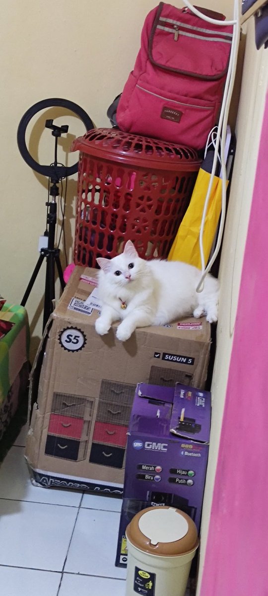 melon7494's tweet image. Masa iyh aing kalah soal biyaya hidup sama kucing aing  😂