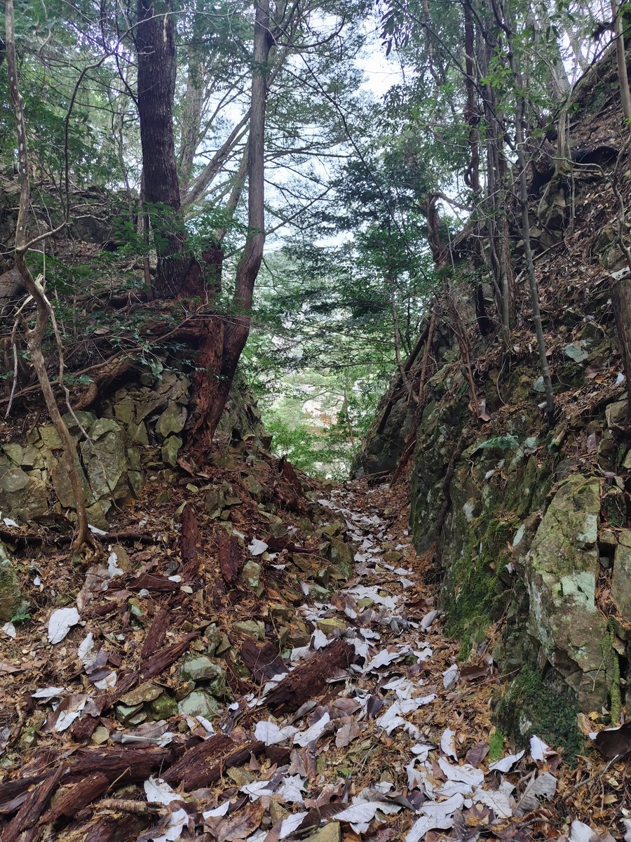 Blue Nile Gear | 代表香本 (@BlueNileGear) / Posts / X