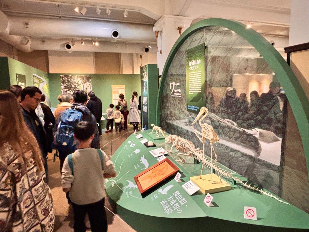 国立科学博物館の企画展「ワニ」へ行ってきました！

熱川バナナワニ園が特別協力をしており、園で所蔵しているワニの卵なども展示されています✨
ここでワニの生態や歴史を学んだあと、ワニ園で生きたワニを観察すると、より楽しめそうですね🐊

売店で熱川ばにおくんグッズも販売されています😆