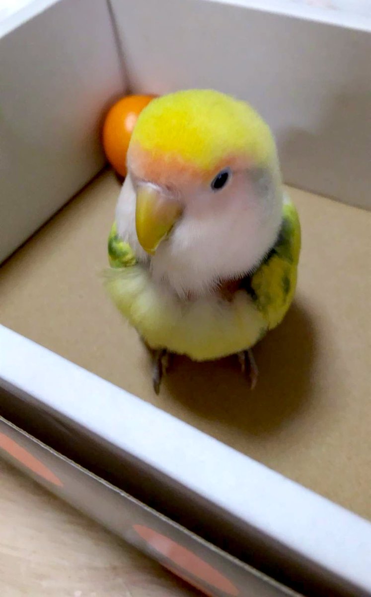 朝起きたら茶々丸が亡くなってた、
13年生きたインコちゃん、天国でいっぱいご飯食べて沢山遊んでね🕊️