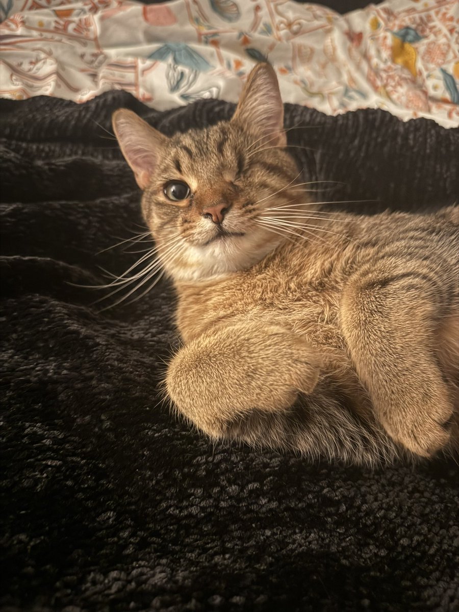 abby ettel tweet media