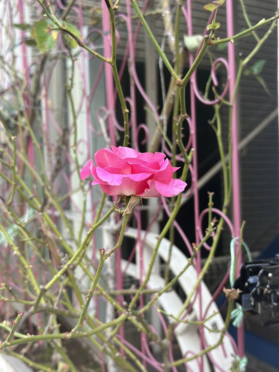 花　2 フロックス属の花たち | 花のチカラ☆緑のココロ