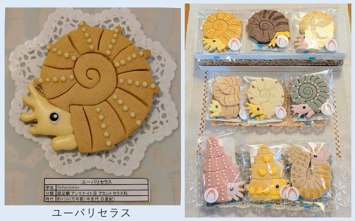 国立科学博物館の「アンモナイトクッキー」
ずっと愛でてきましたが、ちょうど賞味期限の日がクリスマス🎅なので…
今日はまず2枚、毎日1枚ずつ（既に食べたのも含む😅）ポストしていきたいと思います🎄　
じっくり観察しましたよ☕️　＃アンモナイトクッキー
①ユーバリセラス
　ストロベリー味✨