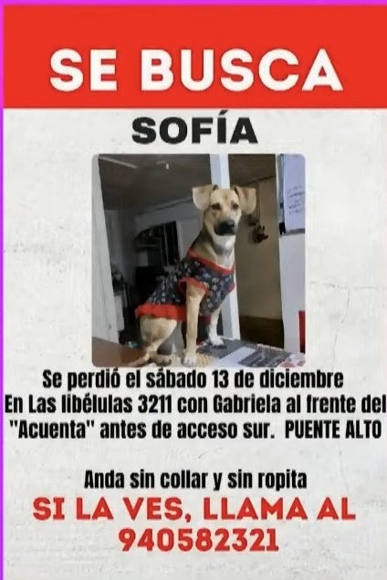 #FiebreDeBaileCHV Hay que ayudar a la hermana de David a buscar a su perrita Sofía 🤞🤞🤞🤞🤞🤞