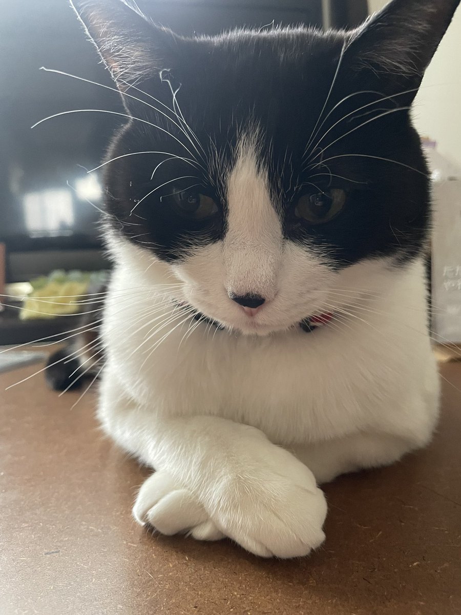 クロスするとこ好き🐱 #ハチワレ