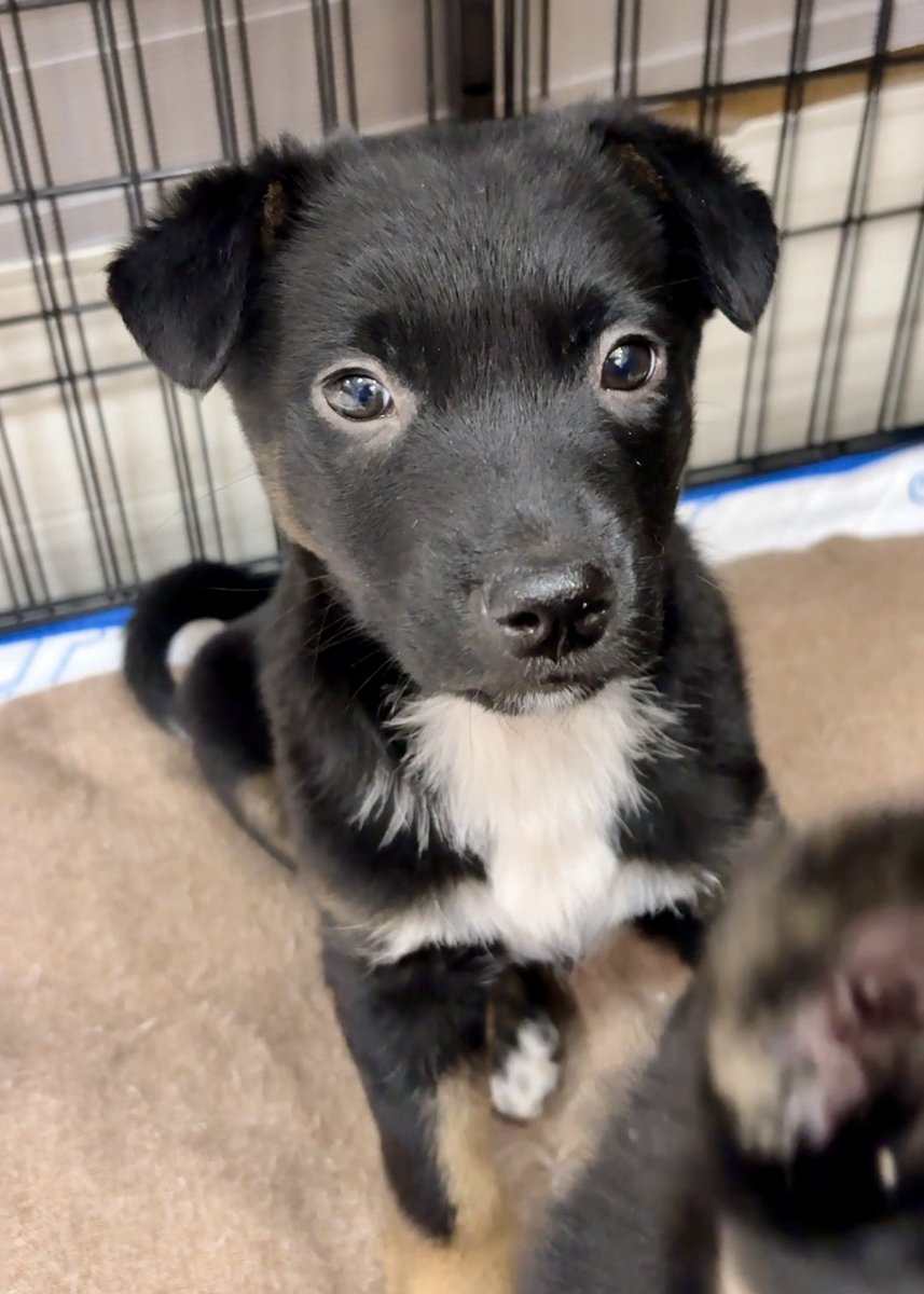 野良犬ふれあい広場 tweet media