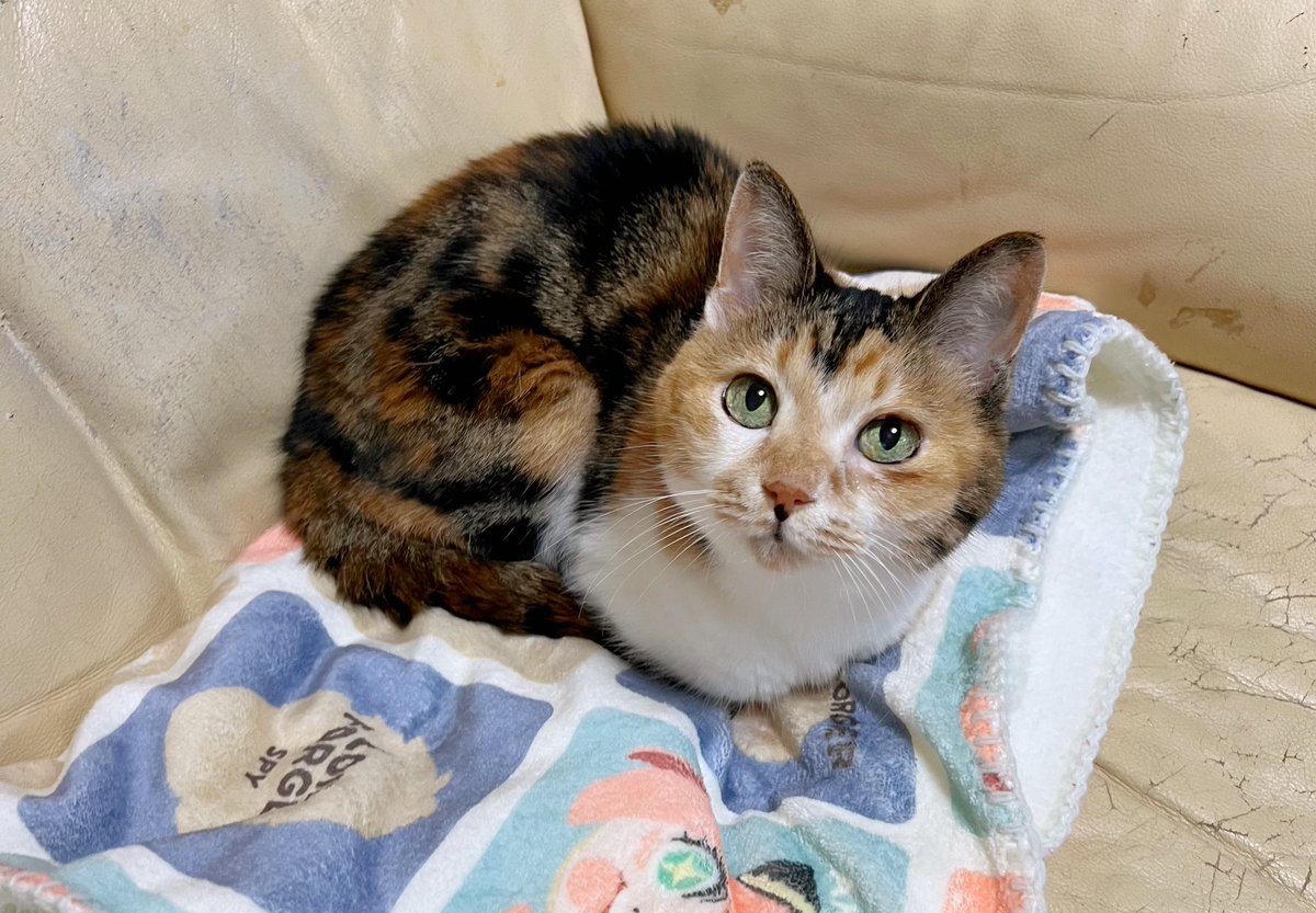 Post by あめちゃん🐱 on X: 🐱