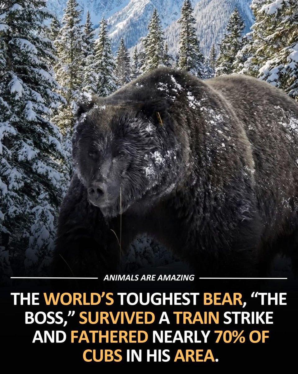 LeftyAssplay's tweet image. Stephon Castle