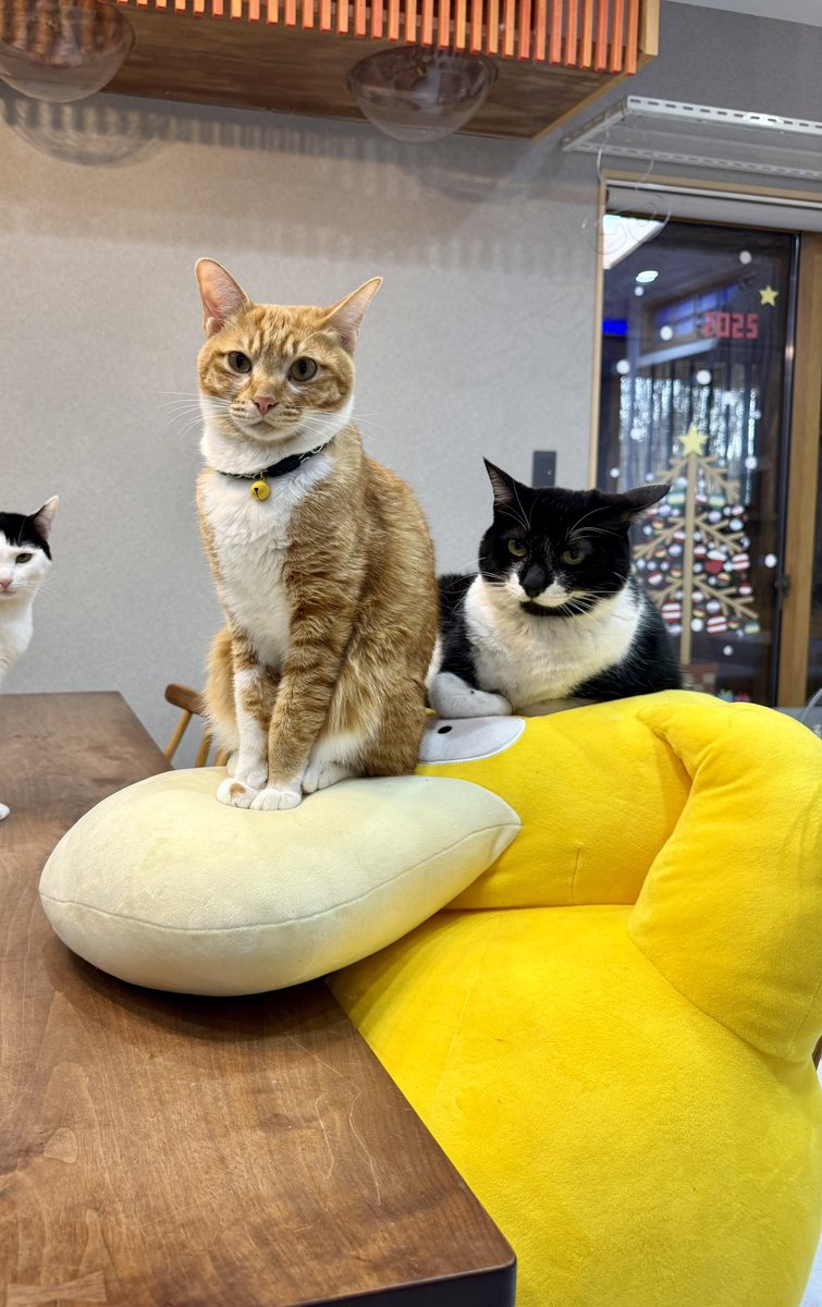 omochi_nam01's tweet image. ←去年のコダック   
                               今日のコダック→