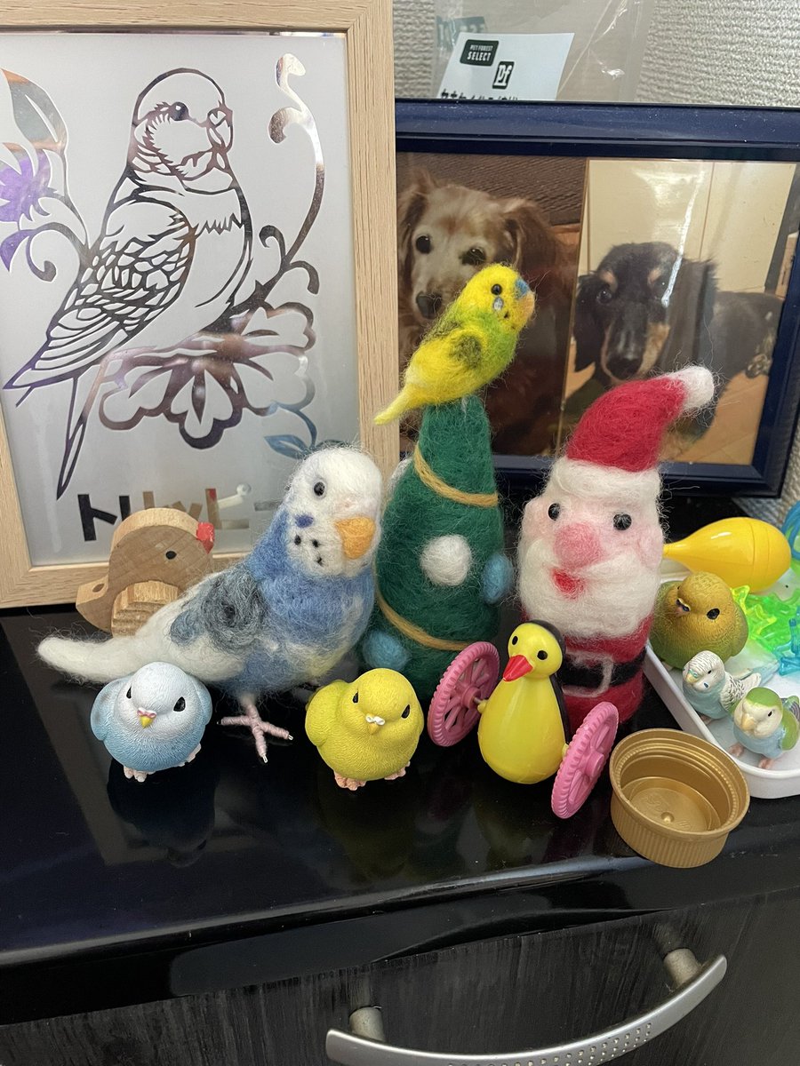 ˊᗜˋ*)⸝♥️🦜てんちゃんが帰って来てくれましたー✨可愛い