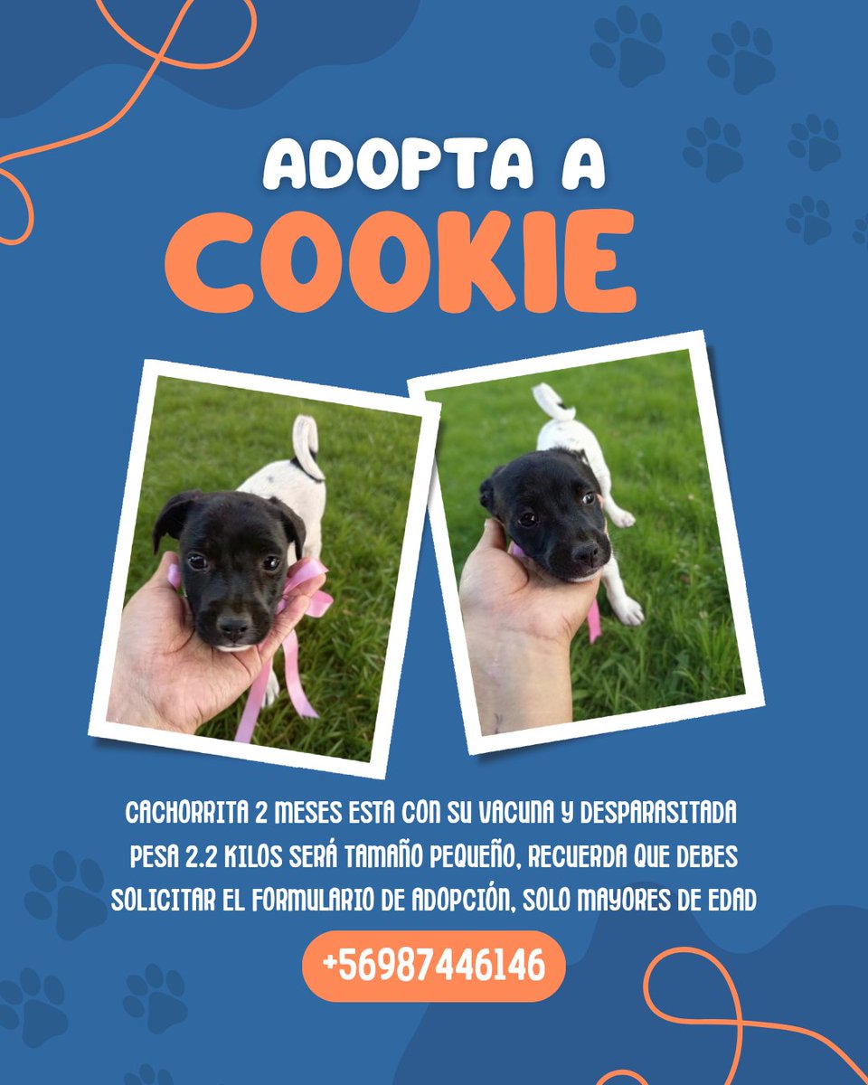 fundacionikigai's tweet photo. CACHORROS EN ADOPCIÓN 🚨 
Si quieres adoptar contáctanos a la fundación ikigai +56987446146
Recuerda solicitar tu formulario de adopción para adoptar. https://t.co/rPQy3OJG37