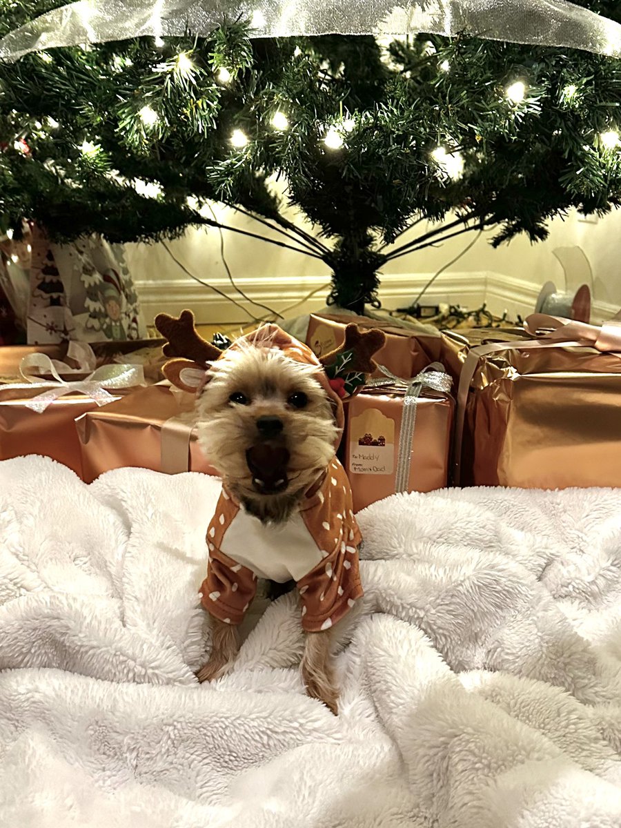 ItsCread_'s tweet image. The dogs Christmas photos went … as well as expected.
