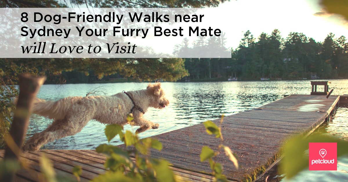 8 Dog-Friendly Walks near Sydney Your Furry Best Mate Will Love to Visit

petcloud.com.au/d/blog/8-dog-f…