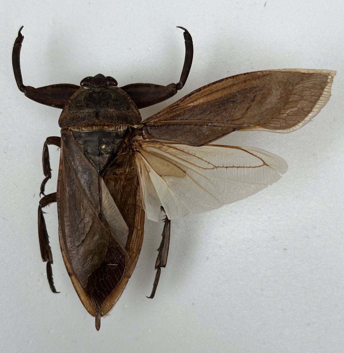 今年採集したタガメの標本が完成しました。 初めての水生昆虫なので