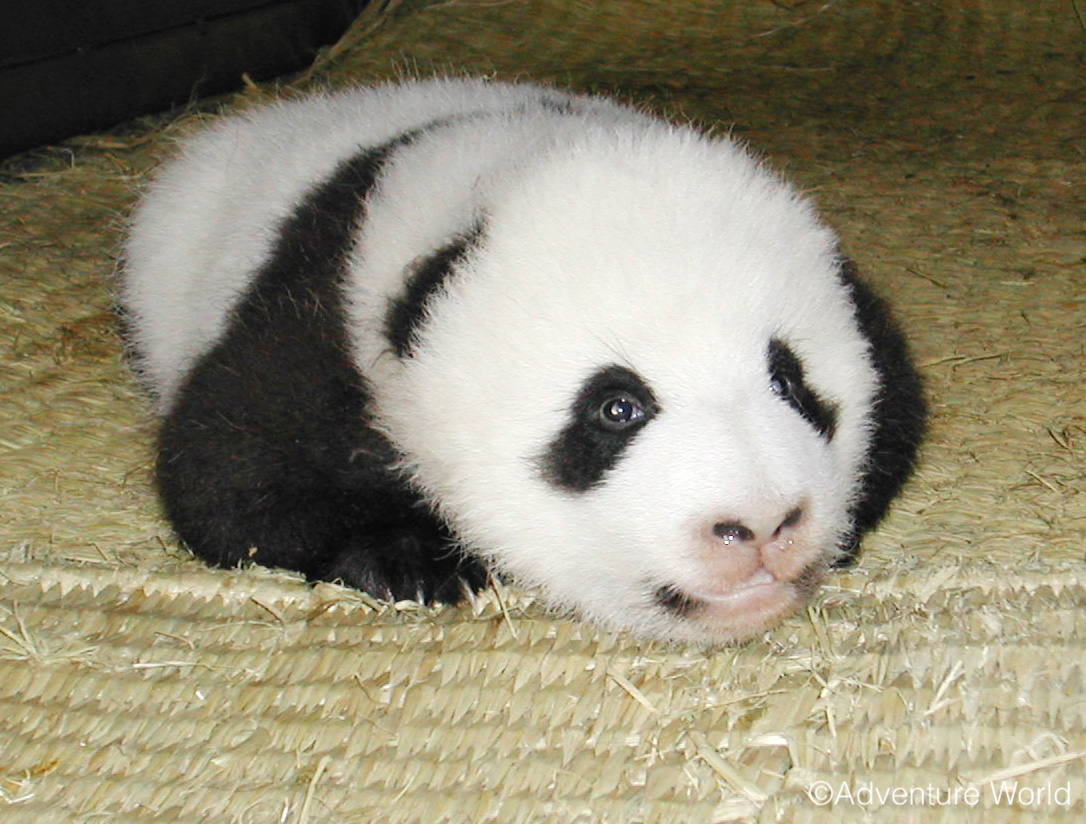 しろくろパンダチャンネル、時々グレー (@PandachYoutube) / Posts / X