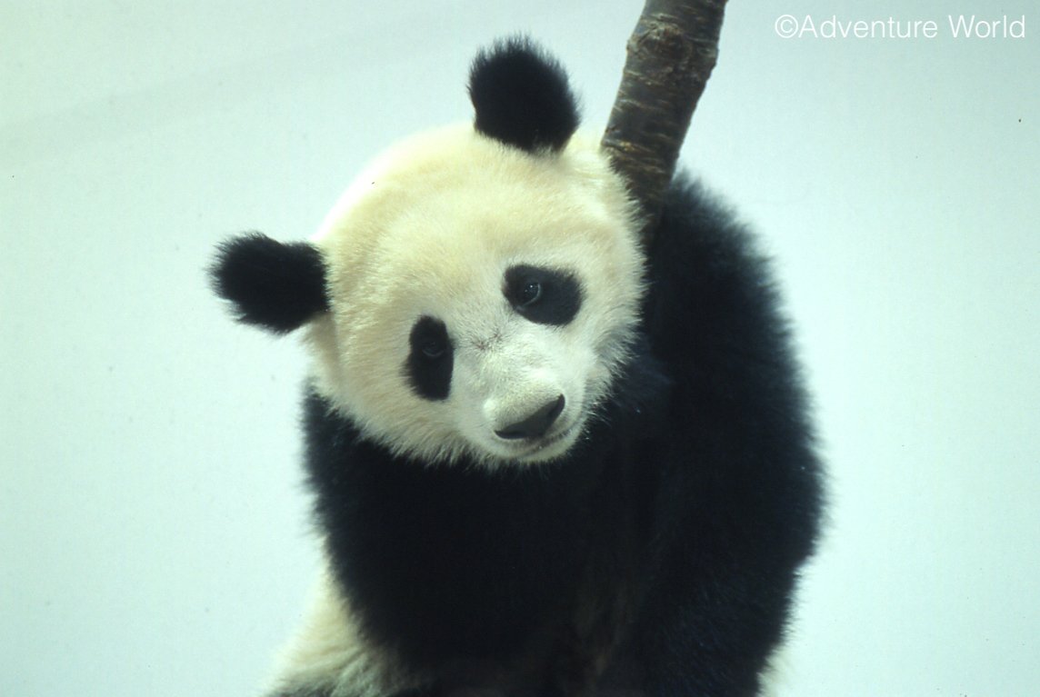 しろくろパンダチャンネル、時々グレー (@PandachYoutube) / Posts / X