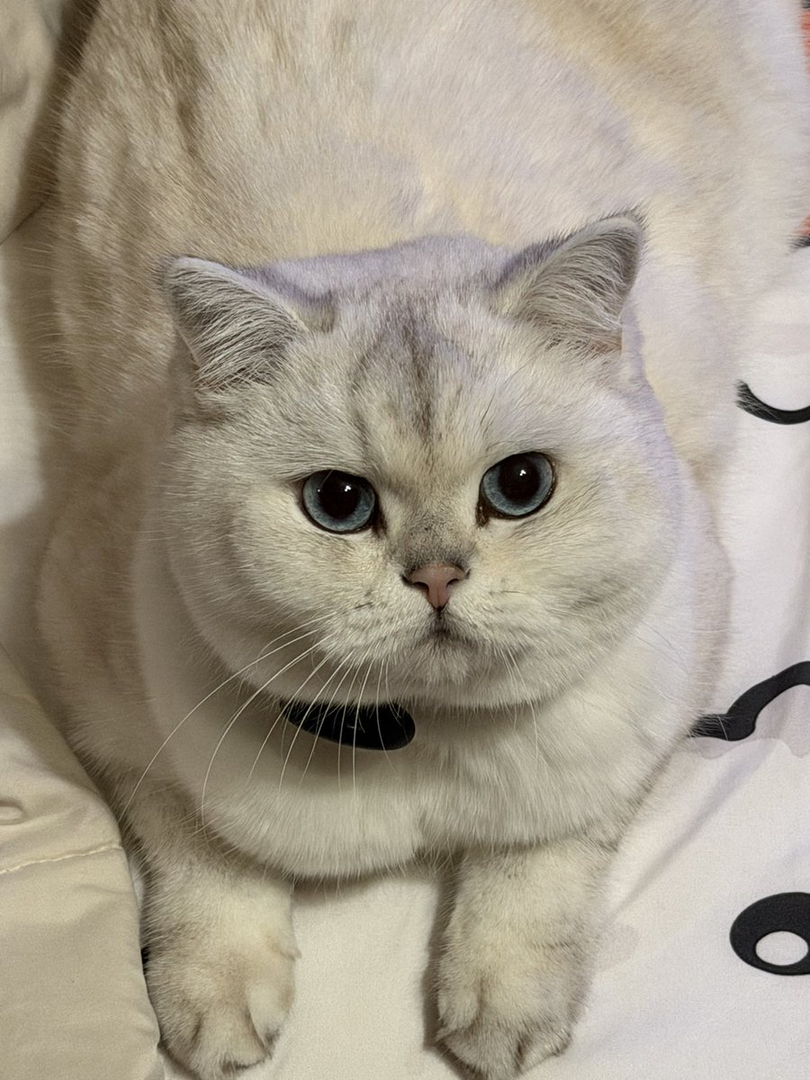 s.yuki　 Cat’seye CE-1500 This is Yuki, Yuki is my cat, my cat is Yuki, Yuki is this cat. 🐱