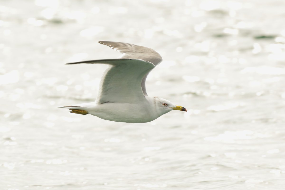 Post by ٰ on X: ミャオ