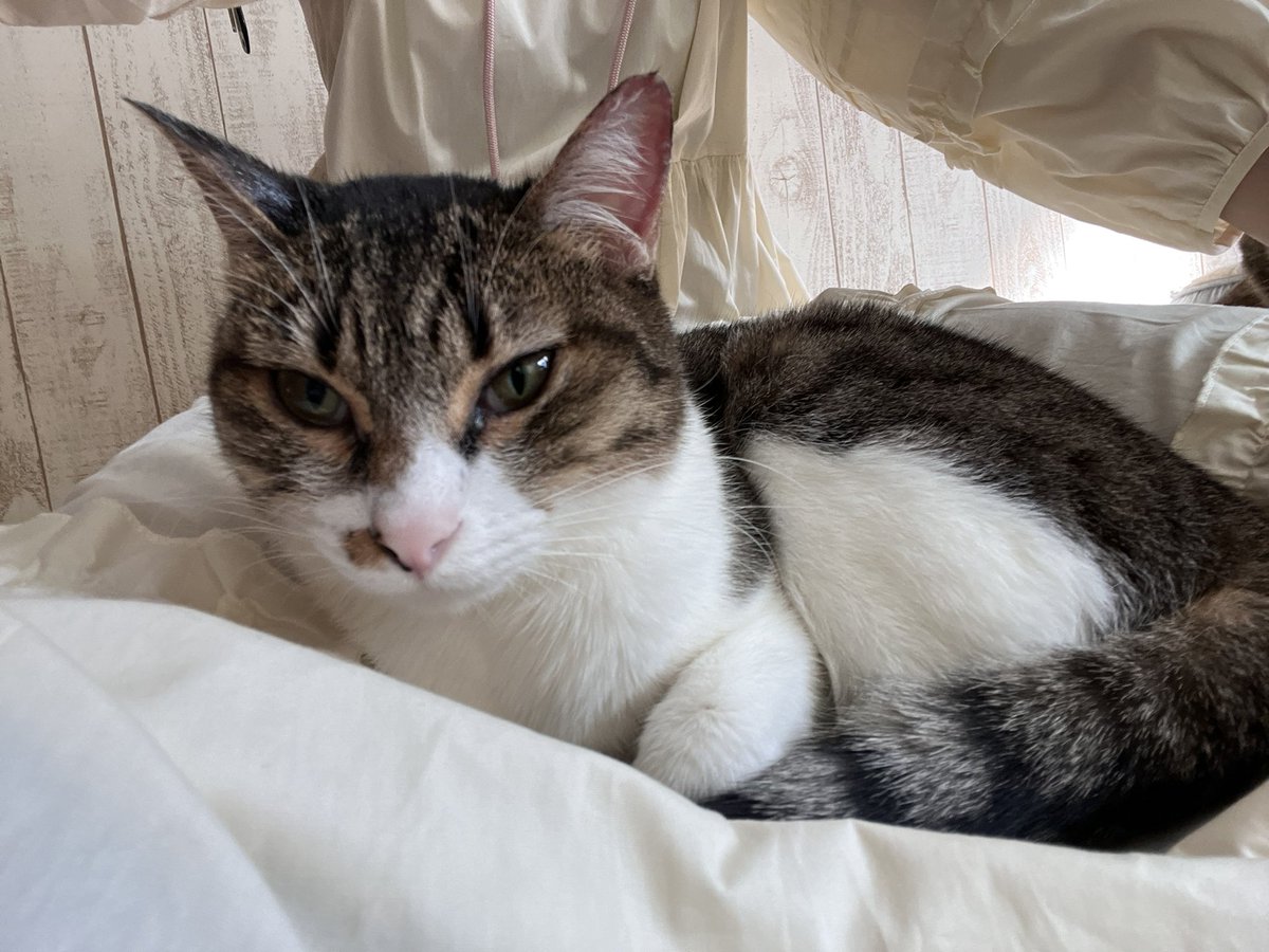 人馴れ練習中のニコちゃんが、足元に座ってくれました✨️ ありがとう