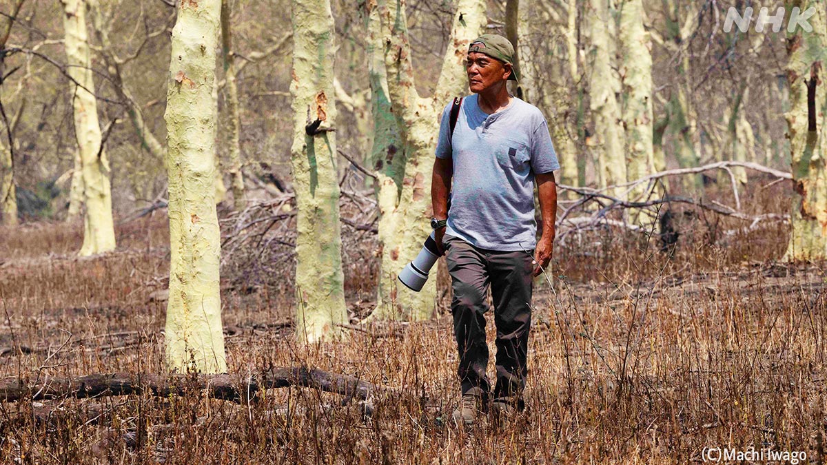 ダーウィンが来た！ (@nhk_darwin) / Posts / X