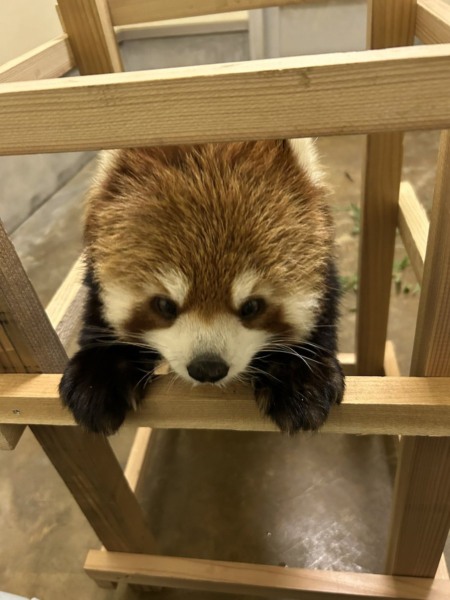 red_panda_kazu (@Kazu785) / Posts / X