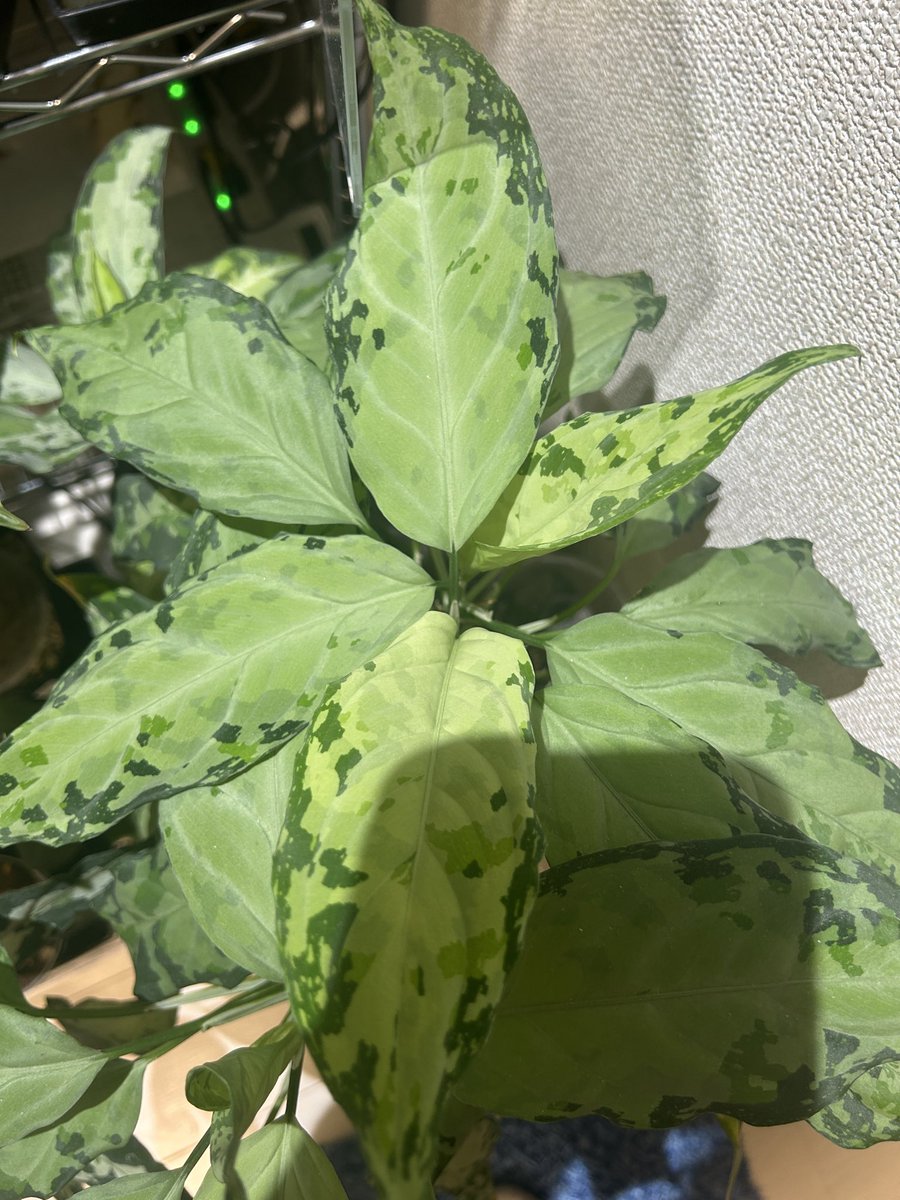 アグラオネマピクタム。 左がAZ便の0421-1（天一購入）、右がLA便の