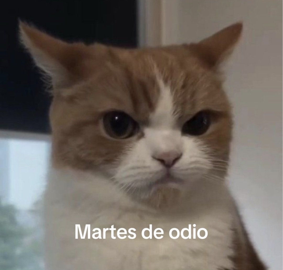 1Dianaawilde's tweet photo. GATADA TRAS GATADAAA JSJAJAJAJA #LaMasDraga7 https://t.co/8eVpeOjuIa