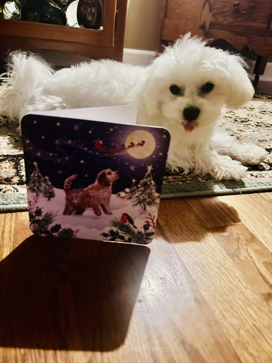 Thinking about sweet bewtiful 
<a href="/hollymaltese/">Holly🌈</a> we ❤️ and miss her so much. Thank you so much for the card, Sharon. ❤️💚🎅🏻🎄