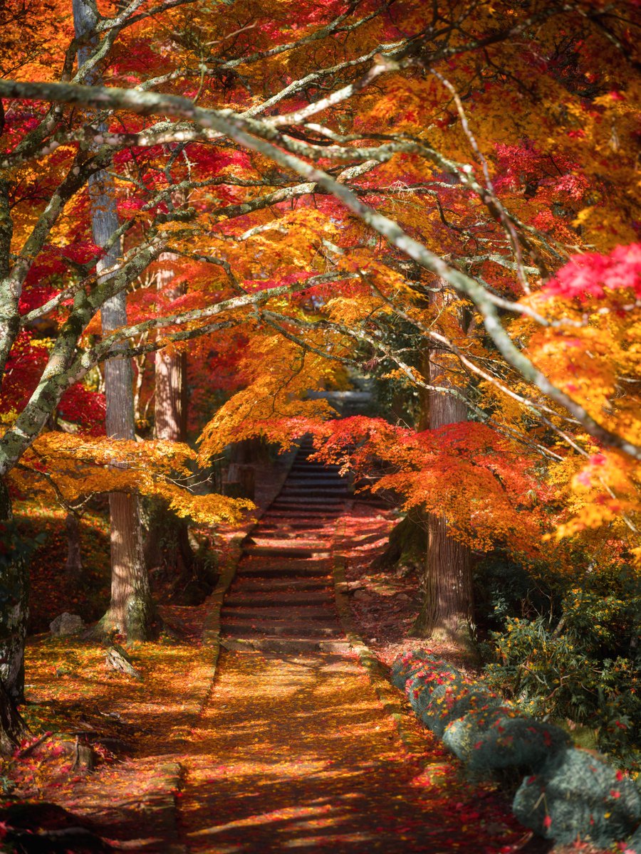 秋の京都で、HNCSの魅力が最も輝く瞬間に出会い。🍂 紅葉が敷き詰め