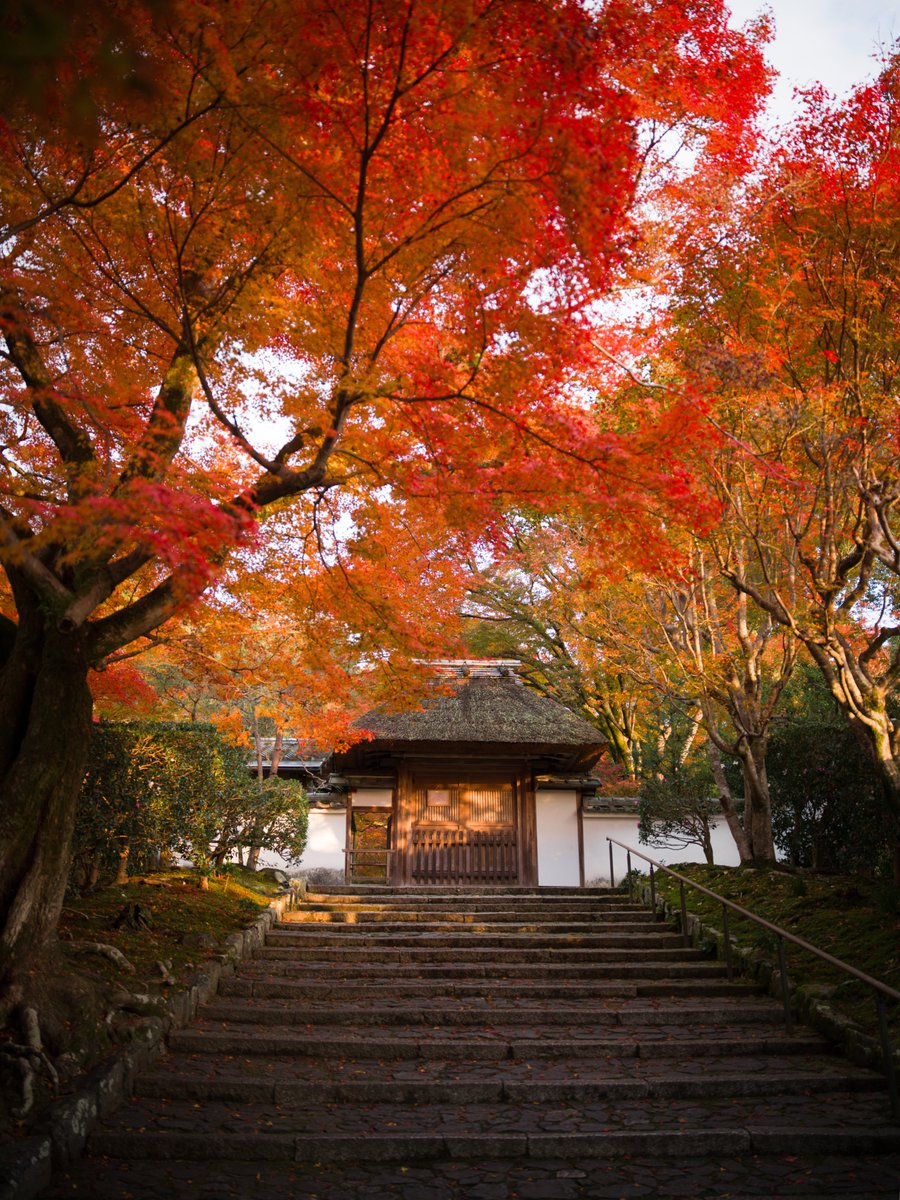 秋の京都で、HNCSの魅力が最も輝く瞬間に出会い。🍂 紅葉が敷き詰め