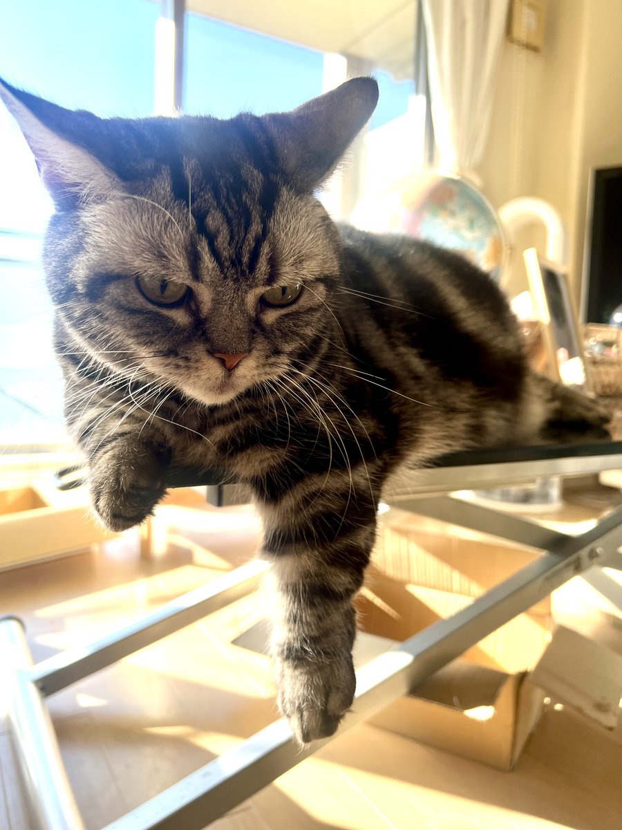 こんにちは😊

日向ぼっこ中の
そらニャンです🐈

お昼の静かな時間に
年末の心をそっと
緩めるお話を書きました🌿

今日も穏やかな1日と
なりますように🩷

fumiotohyuchiko.blogspot.com/2025/12/blog-p…
