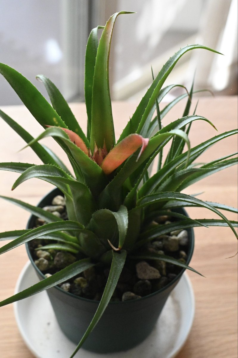 今年の盆栽まつりで買ったやつ。

Aechmea recurvata 'Eloise'