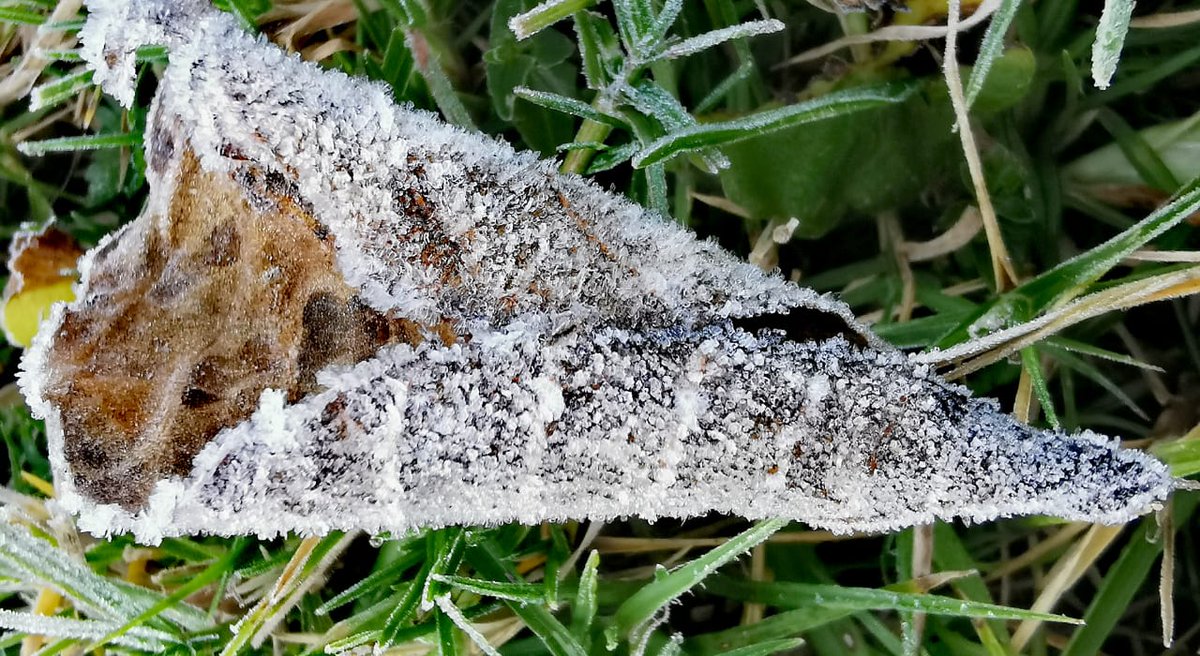 ChiapasMeteo's tweet image. Durante el amanecer de hoy #Martes, 16 de #diciembre de 2025, se registró una helada en San Cristóbal de las Casas #Chiapas.

La temperatura mínima registrada por @ConaguaChiapas fue de 4.5 °C en la estación H. Puente Morelos y 4.8 °C en el Obs SCLC.

Fotos de @NavarroLang