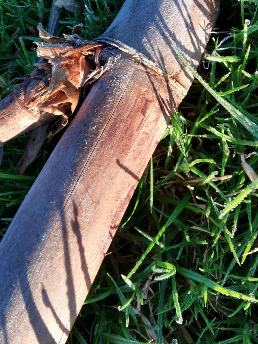 ChiapasMeteo's tweet image. Durante el amanecer de hoy #Martes, 16 de #diciembre de 2025, se registró una helada en San Cristóbal de las Casas #Chiapas.

La temperatura mínima registrada por @ConaguaChiapas fue de 4.5 °C en la estación H. Puente Morelos y 4.8 °C en el Obs SCLC.

Fotos de @NavarroLang