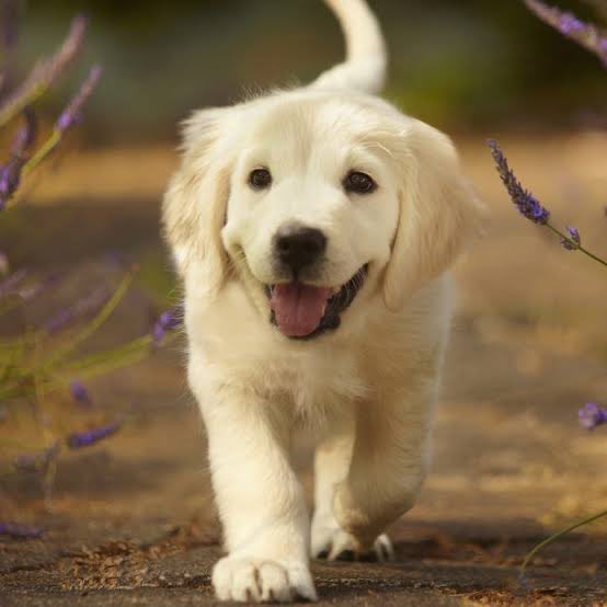 Puppies are on the nice list!