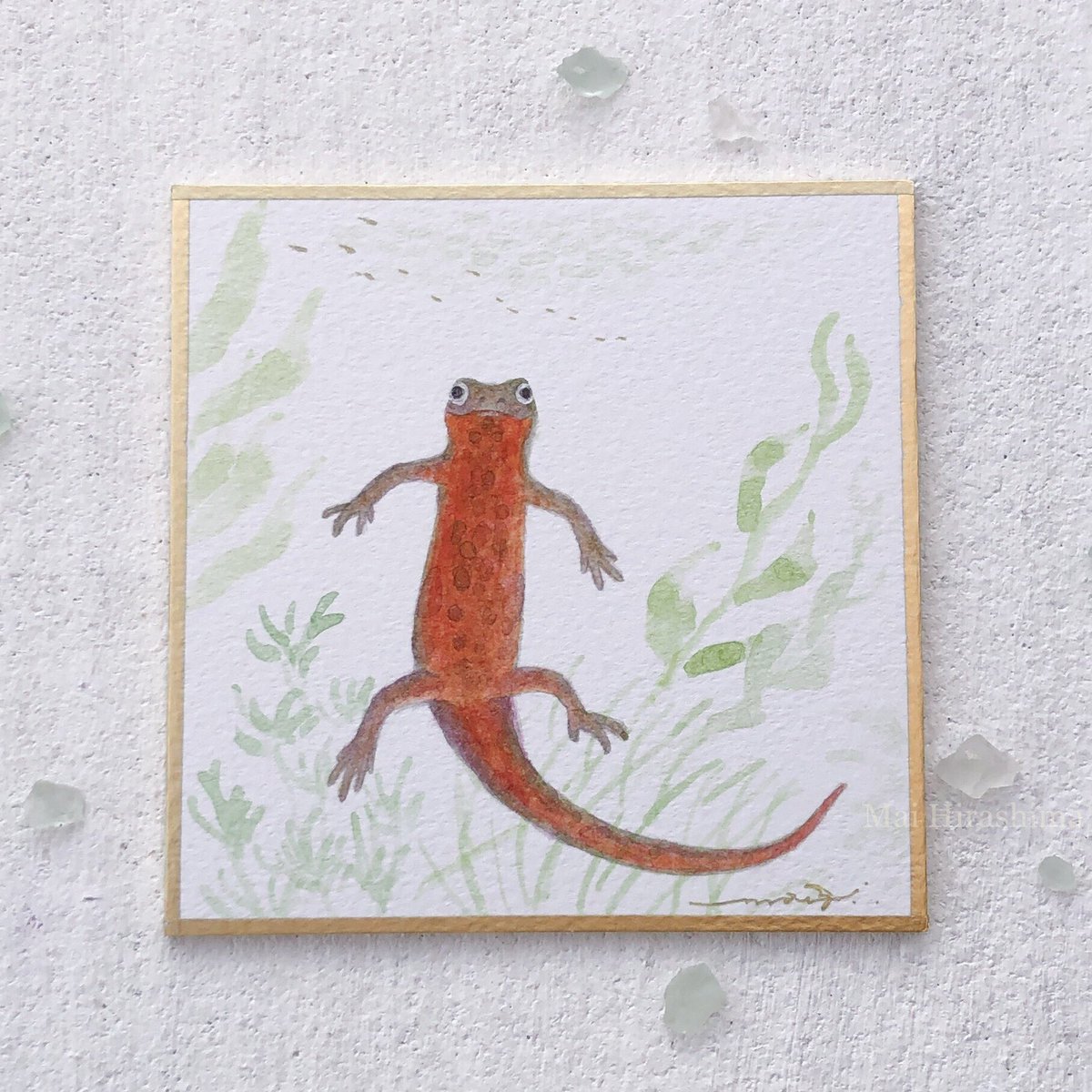 作品紹介「アカハライモリ」 豆色紙にアクリル絵の具、ペン✍️ 水中で