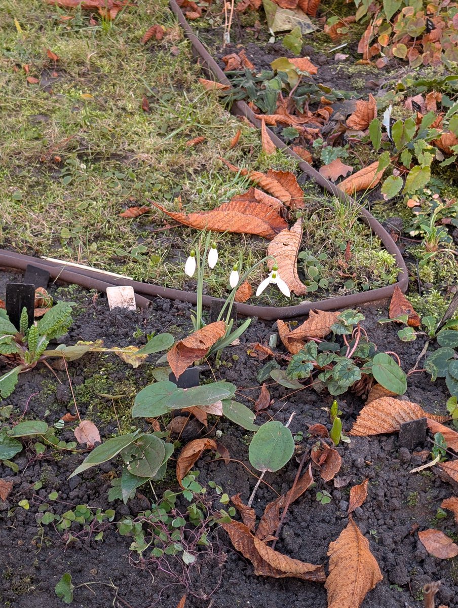 Якоб та Вільгельм Грімм 
"Білосніжка та Глобальне Потепління"