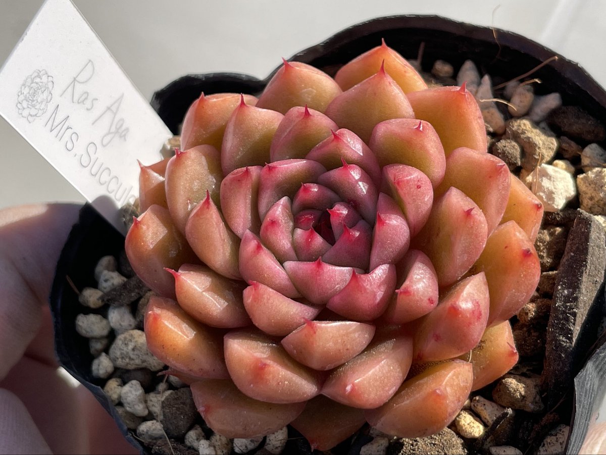 完成されてるラズアガ