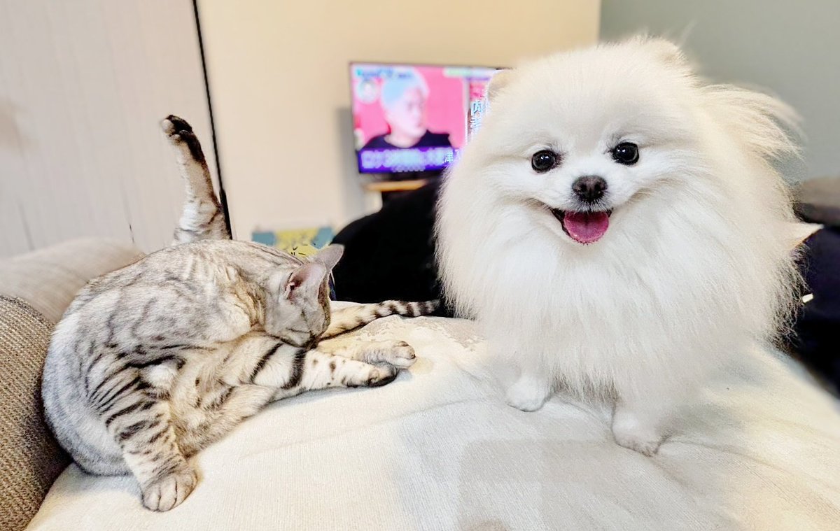 おこめ屋 (@chimaki0328) / Posts / X