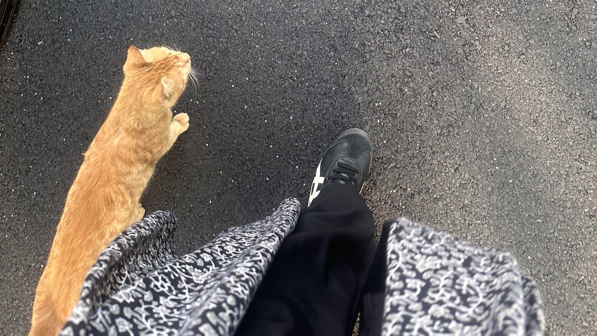 catempath's tweet image. ذاهبين الى العمل 🐈